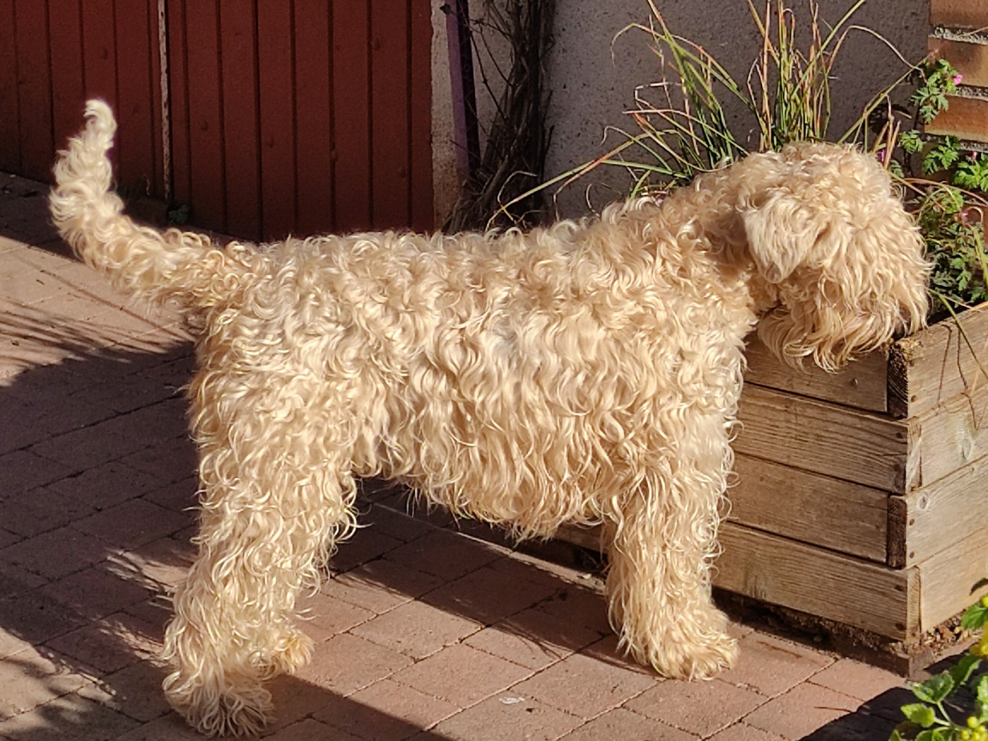 CH. Lyanna The Soft Irish Gentlewheaten