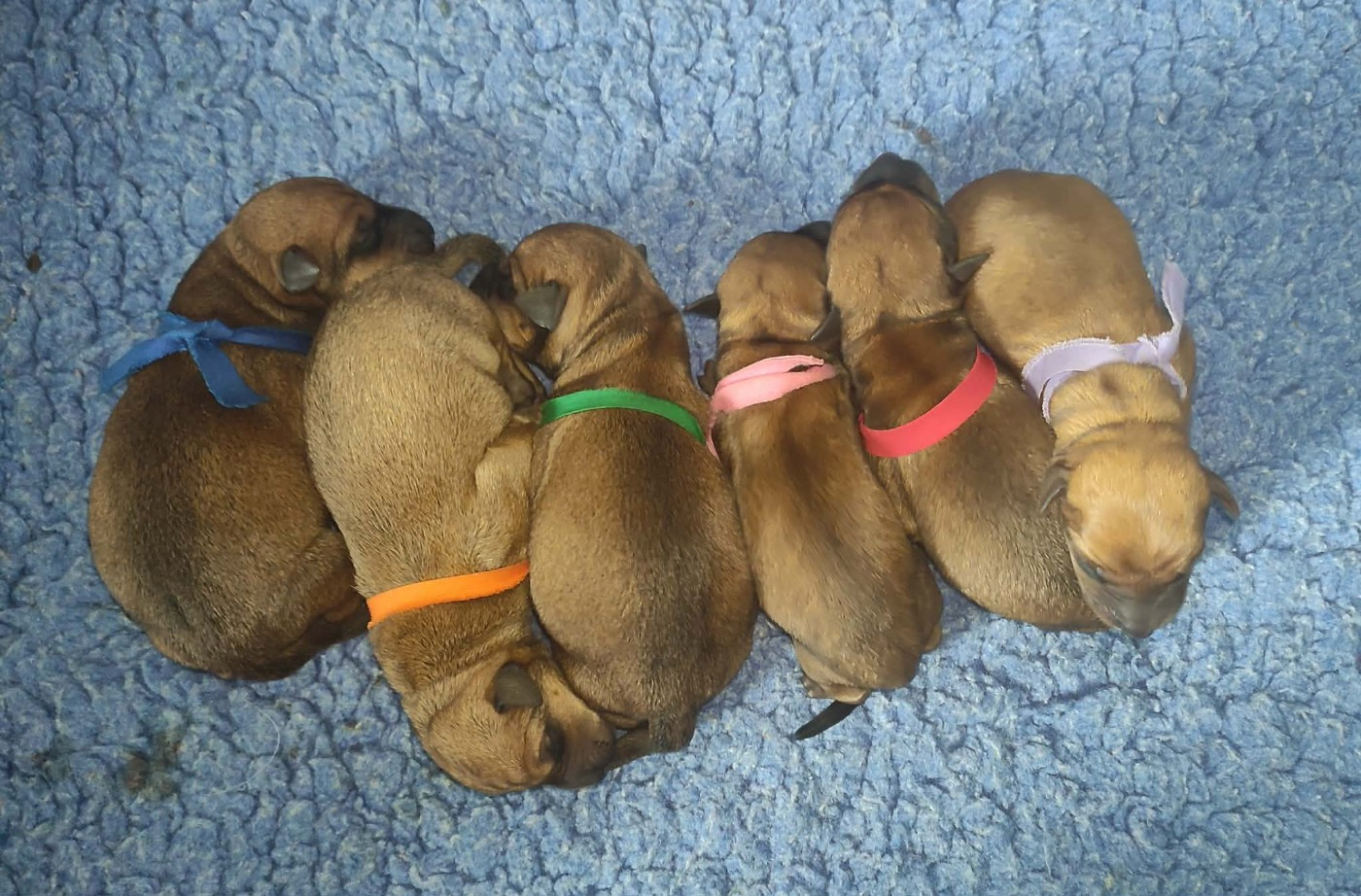 ALBUM CHIOTS B
