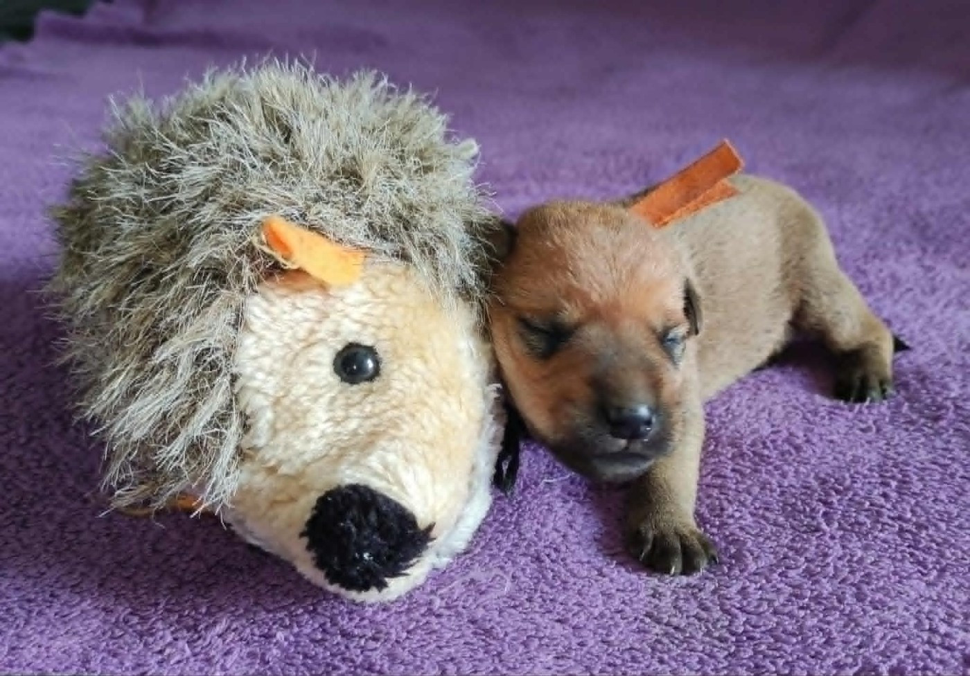 The Soft Irish Gentlewheaten - Chiots disponibles - Irish Soft Coated Wheaten Terrier