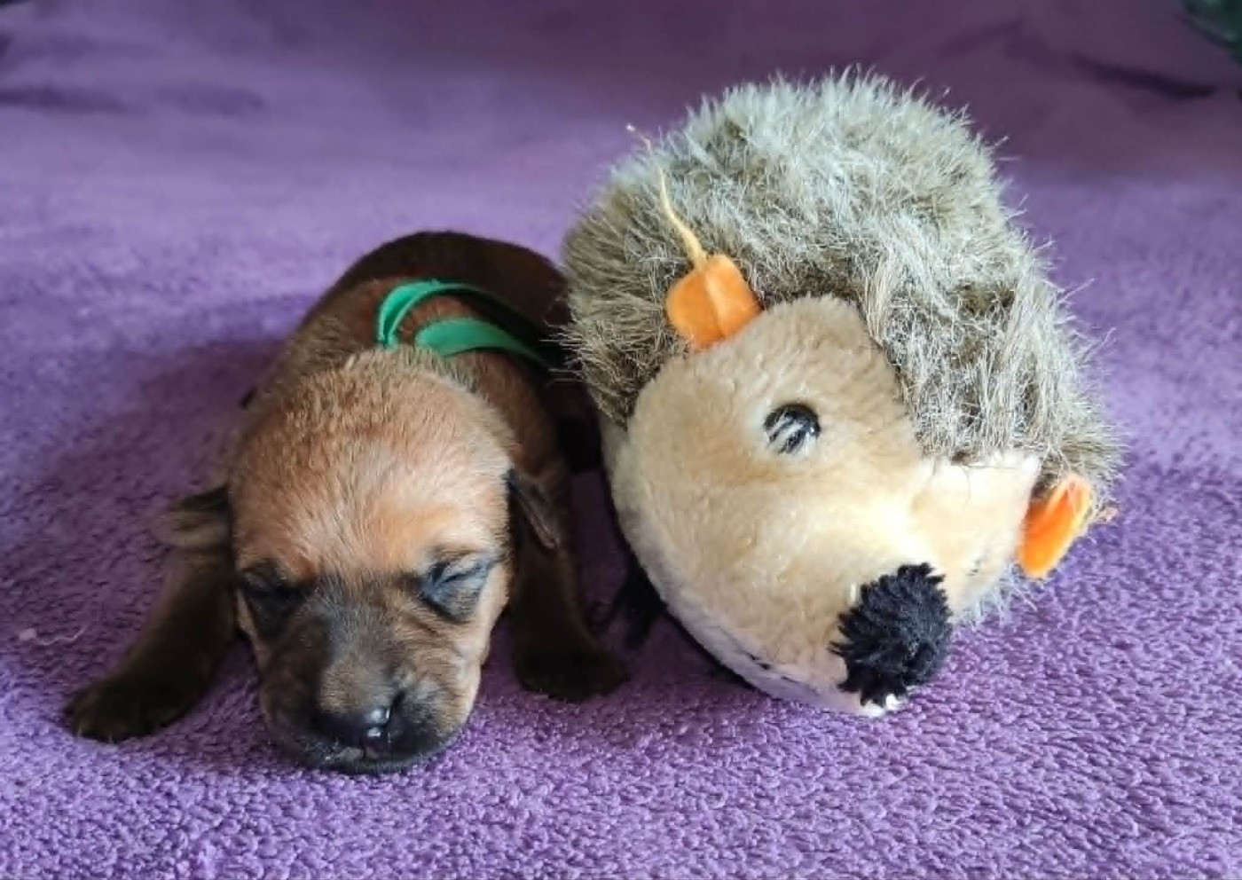 The Soft Irish Gentlewheaten - Chiots disponibles - Irish Soft Coated Wheaten Terrier