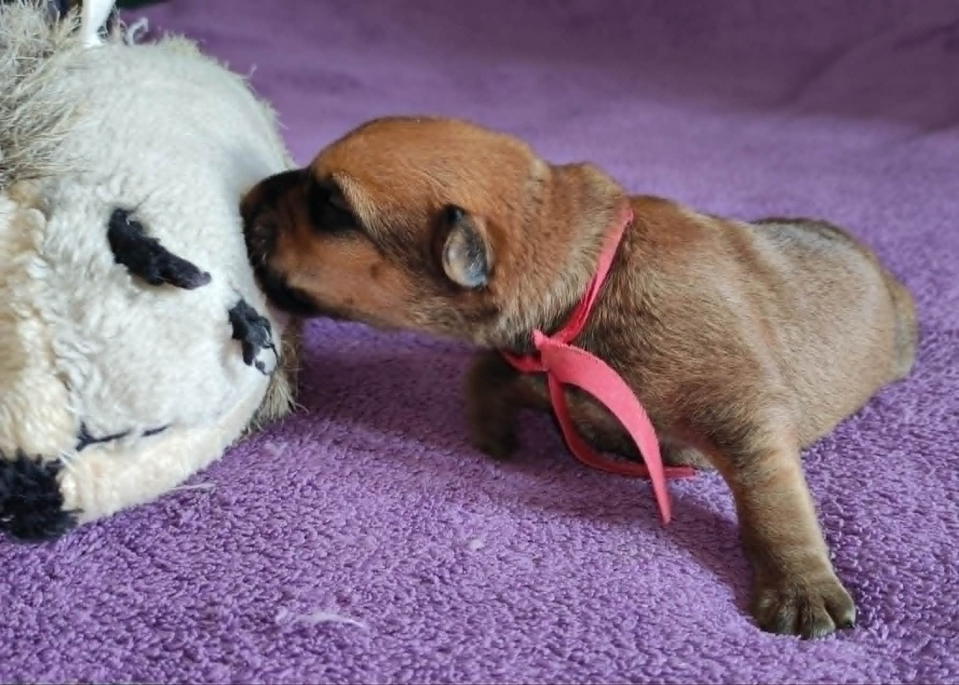 The Soft Irish Gentlewheaten - Chiots disponibles - Irish Soft Coated Wheaten Terrier