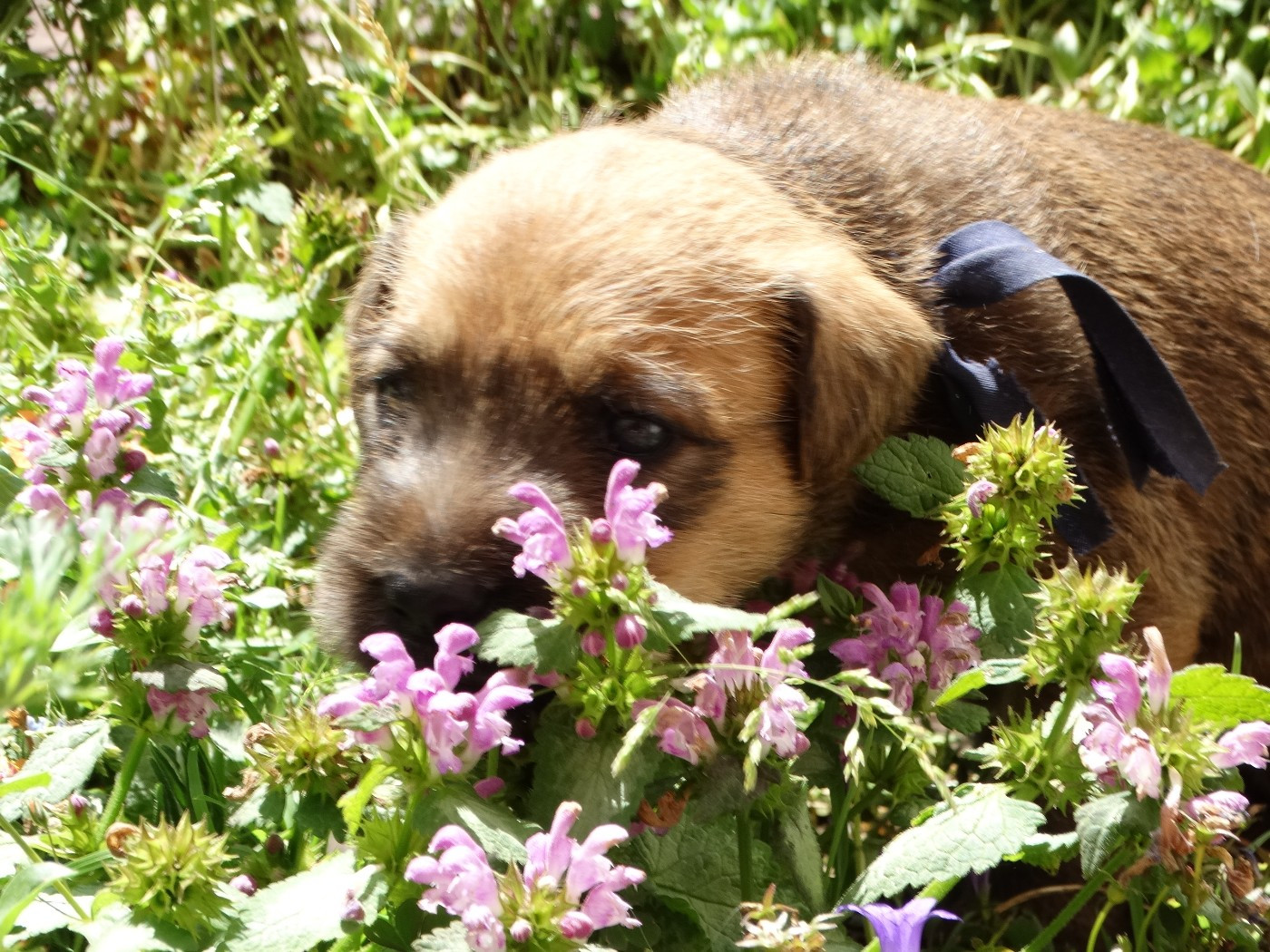 The Soft Irish Gentlewheaten - Chiots disponibles - Irish Soft Coated Wheaten Terrier