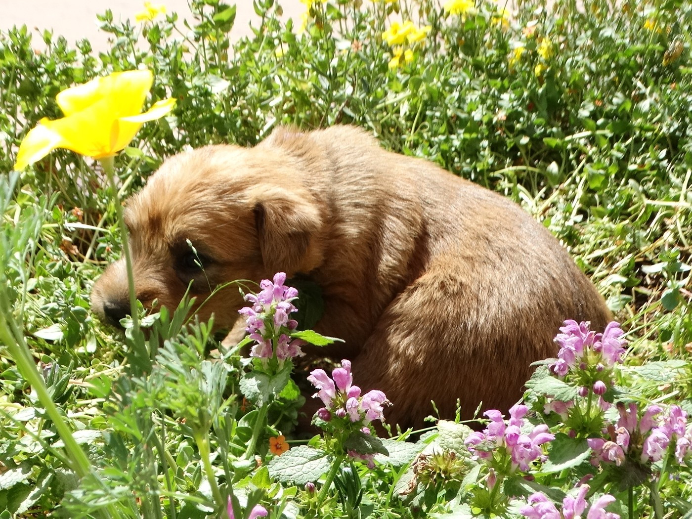 The Soft Irish Gentlewheaten - Chiots disponibles - Irish Soft Coated Wheaten Terrier
