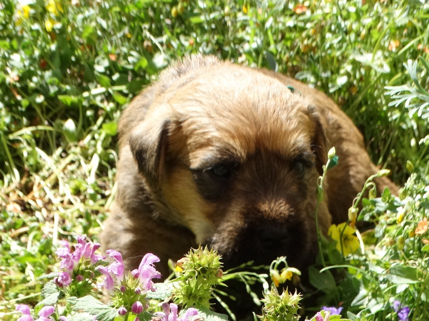 The Soft Irish Gentlewheaten - Chiots disponibles - Irish Soft Coated Wheaten Terrier