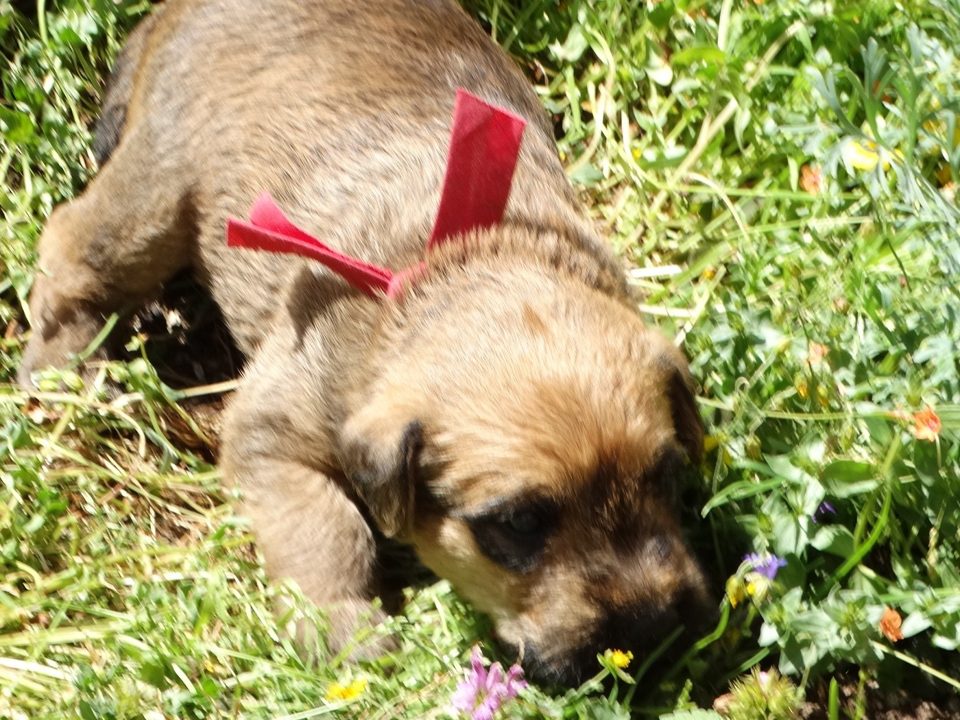 The Soft Irish Gentlewheaten - Chiots disponibles - Irish Soft Coated Wheaten Terrier