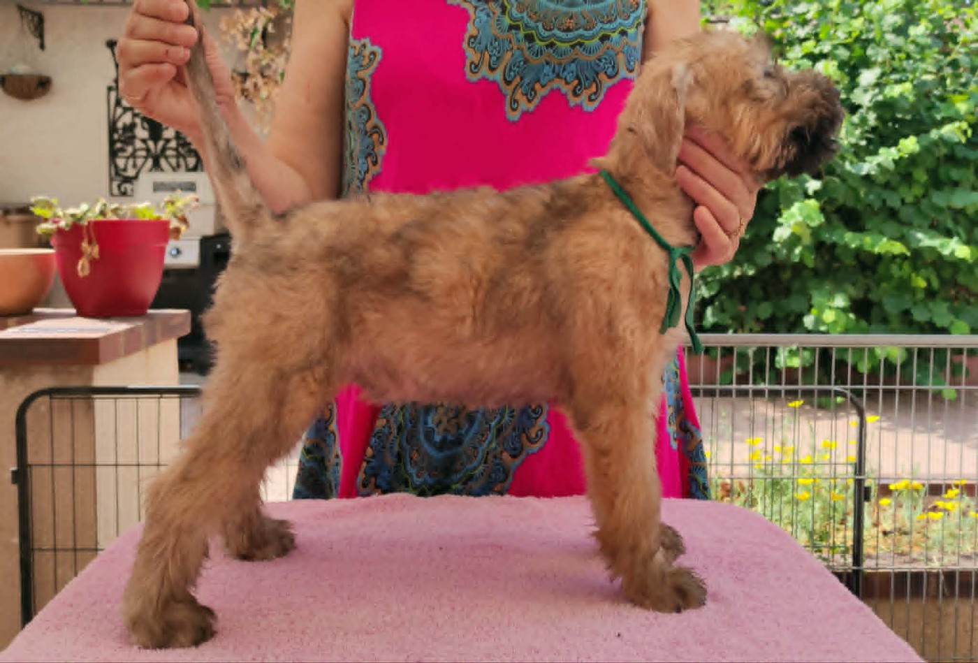 The Soft Irish Gentlewheaten - Chiots disponibles - Irish Soft Coated Wheaten Terrier